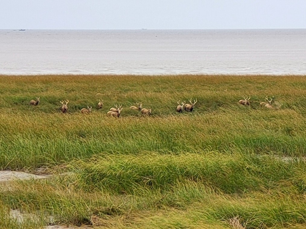 Père David's Deer