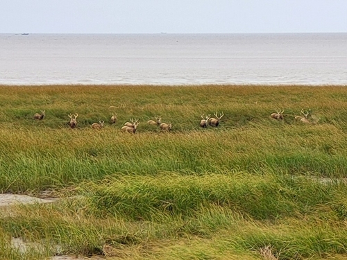 Père David's Deer