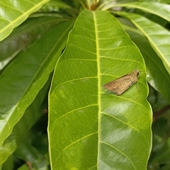 Pelopidas mathias