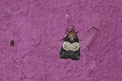 Hampsonodes