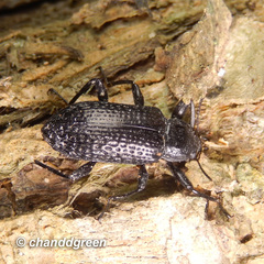 Derosphaerus sinensis