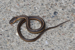 Thamnophis atratus