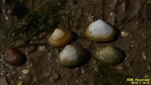 Coecella chinensis