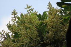Cupania glabra