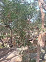 Angophora bakeri