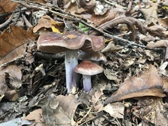 Cortinarius splendidus