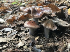 Cortinarius splendidus