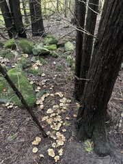 Clitocybula abundans