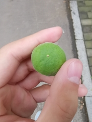 Citrus trifoliata
