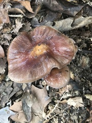 Cortinarius splendidus