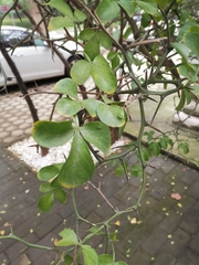 Citrus trifoliata