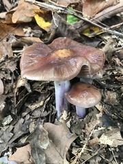 Cortinarius splendidus