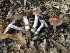 Cortinarius splendidus