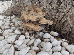 Polyporales