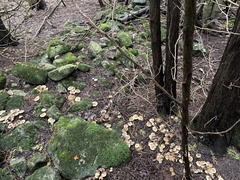 Clitocybula abundans