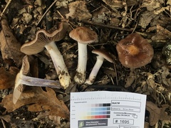 Cortinarius splendidus
