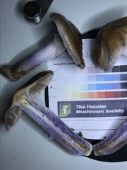 Cortinarius splendidus