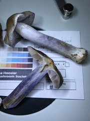 Cortinarius splendidus