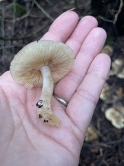 Clitocybula abundans