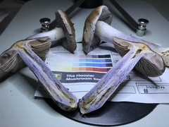 Cortinarius splendidus