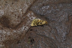Chrysoecia dela