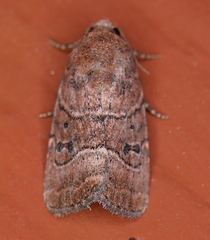 Elaphria fuscimacula