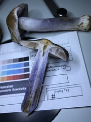 Cortinarius splendidus