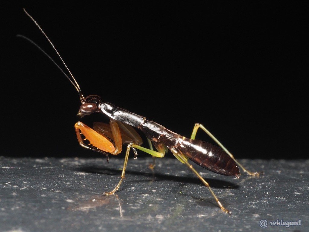 Odontomantis sinensis