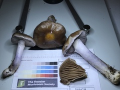 Cortinarius splendidus