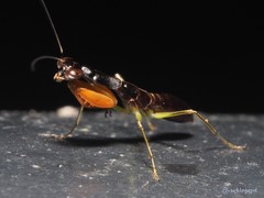 Odontomantis sinensis