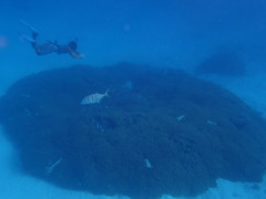 Gnathanodon speciosus