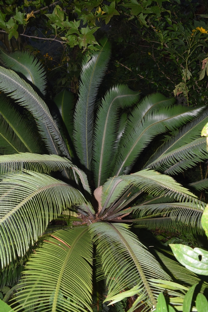 Dioon salas-moralesiae