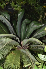 Dioon merolae