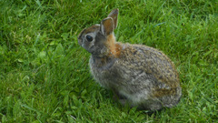 Sylvilagus obscurus