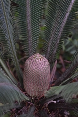 Dioon merolae