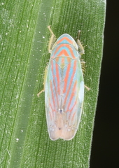 Linnavuoriella arcuata