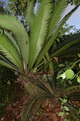 Dioon merolae