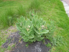 Asclepias notha