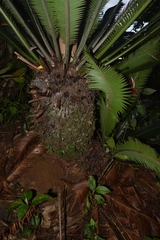 Dioon merolae