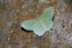 Idiochlora minuscula