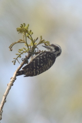 Yungipicus moluccensis