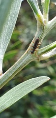 Lemidia subaenea