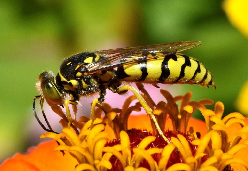 Sand Wasps