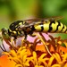 Sand Wasps - Photo (c) Don Loarie, some rights reserved (CC BY)