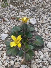 Ranunculus callianthus