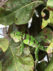 Iguana iguana melanoderma