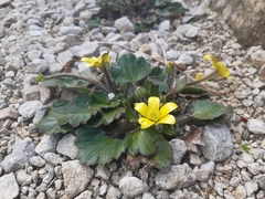 Ranunculus callianthus