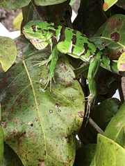 Iguana iguana melanoderma