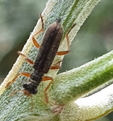 Lemidia subaenea