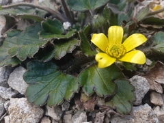 Ranunculus callianthus